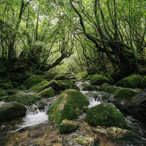 KOSelig JAPAN】9KOSインセンス Yakushima Forest ｜雑貨その他｜MASH